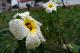 78 Pra não dizer que não falei das flores.jpg.jpg