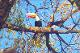 37 Nossa fauna colorida.jpeg.jpg