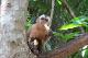 13 Macaco com fome de jaca.jpg.jpg